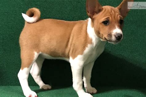 Basenji puppies for sale ny. Things To Know About Basenji puppies for sale ny. 